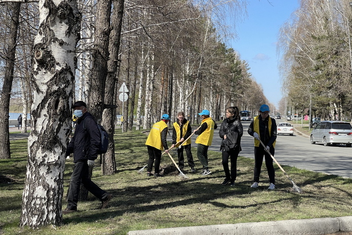 Возле Комендантки высадили 60 молодых сосен